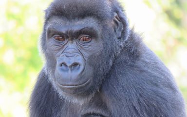 ブリストル動物園に住む男のゴリラは女性であることが判明し種を救うことができた 英語ニュース直訳ブログ